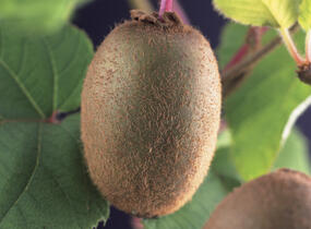 Aktinidie lahodná, kiwi - samosprašná 'Jenny' - Actinidia deliciosa 'Jenny'