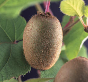 Aktinidie lahodná, kiwi - samosprašná 'Jenny' - Actinidia deliciosa 'Jenny'