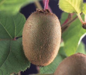 Aktinidie lahodná, kiwi - samosprašná 'Jenny' - Actinidia deliciosa 'Jenny'