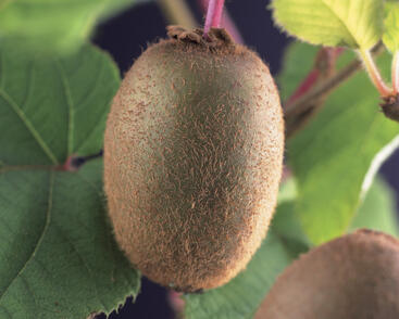 Aktinidie lahodná, kiwi - samosprašná 'Jenny'