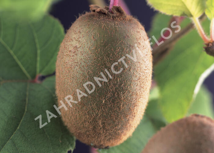 Aktinidie lahodná, kiwi - samosprašná 'Jenny' - Actinidia deliciosa 'Jenny'