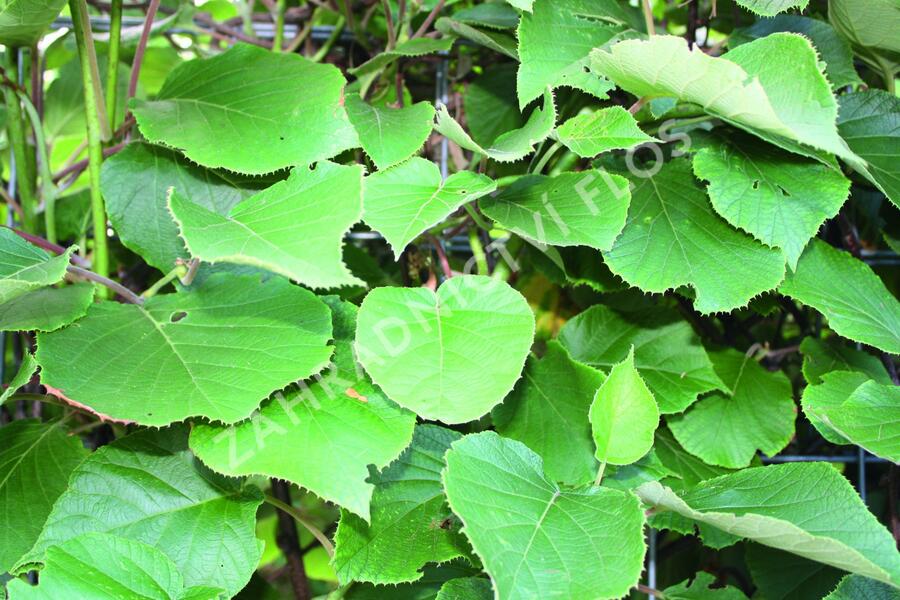 Aktinidie lahodná, kiwi - samosprašná 'Jenny' - Actinidia deliciosa 'Jenny'