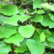 Aktinidie lahodná, kiwi - samosprašná 'Jenny' - Actinidia deliciosa 'Jenny'