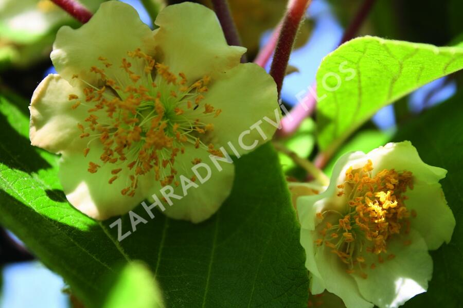 Aktinidie lahodná, kiwi - samosprašná 'Jenny' - Actinidia deliciosa 'Jenny'