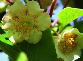Aktinidie lahodná, kiwi - samosprašná 'Jenny' - Actinidia deliciosa 'Jenny'