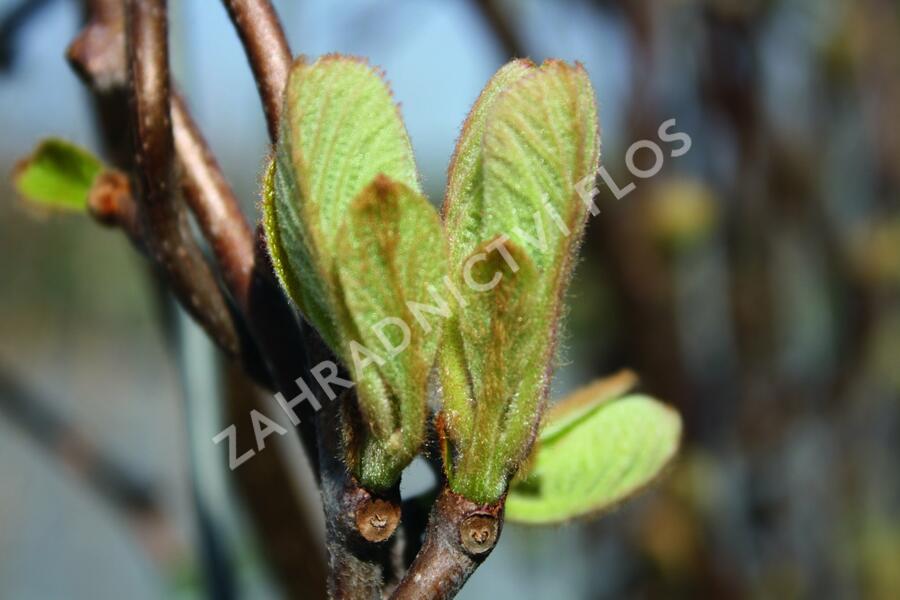 Aktinidie lahodná, kiwi - samosprašná 'Jenny' - Actinidia deliciosa 'Jenny'