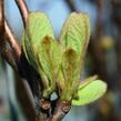 Aktinidie lahodná, kiwi - samosprašná 'Jenny' - Actinidia deliciosa 'Jenny'