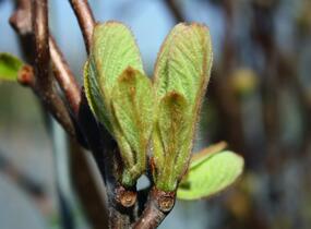 Aktinidie lahodná, kiwi - samosprašná 'Jenny' - Actinidia deliciosa 'Jenny'