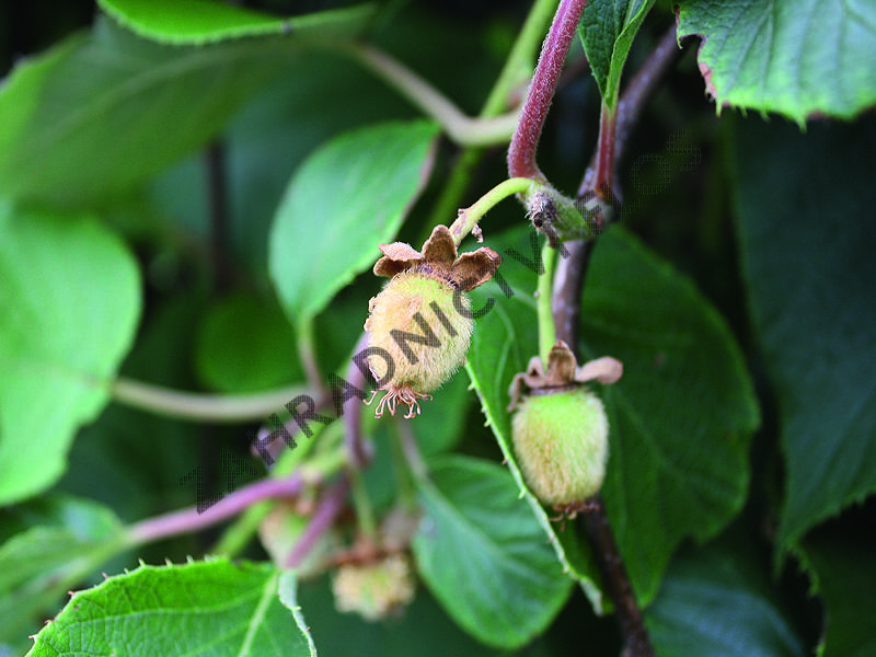Aktinidie lahodná, kiwi - samosprašná 'Jenny' - Actinidia deliciosa 'Jenny'
