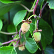 Aktinidie lahodná, kiwi - samosprašná 'Jenny' - Actinidia deliciosa 'Jenny'