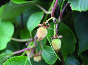 Aktinidie lahodná, kiwi - samosprašná 'Jenny' - Actinidia deliciosa 'Jenny'