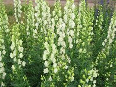 Oměj 'Schneewittchen' - Aconitum napellus 'Schneewittchen'