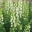 Oměj 'Schneewittchen' - Aconitum napellus 'Schneewittchen'