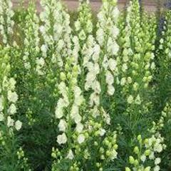 Oměj horský 'Schneewittchen' - Aconitum napellus 'Schneewittchen'