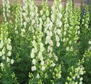 Oměj horský 'Schneewittchen' - Aconitum napellus 'Schneewittchen'