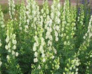 Oměj horský 'Schneewittchen'