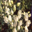 Oměj 'Schneewittchen' - Aconitum napellus 'Schneewittchen'