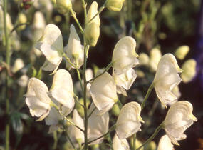 Oměj horský 'Schneewittchen' - Aconitum napellus 'Schneewittchen'