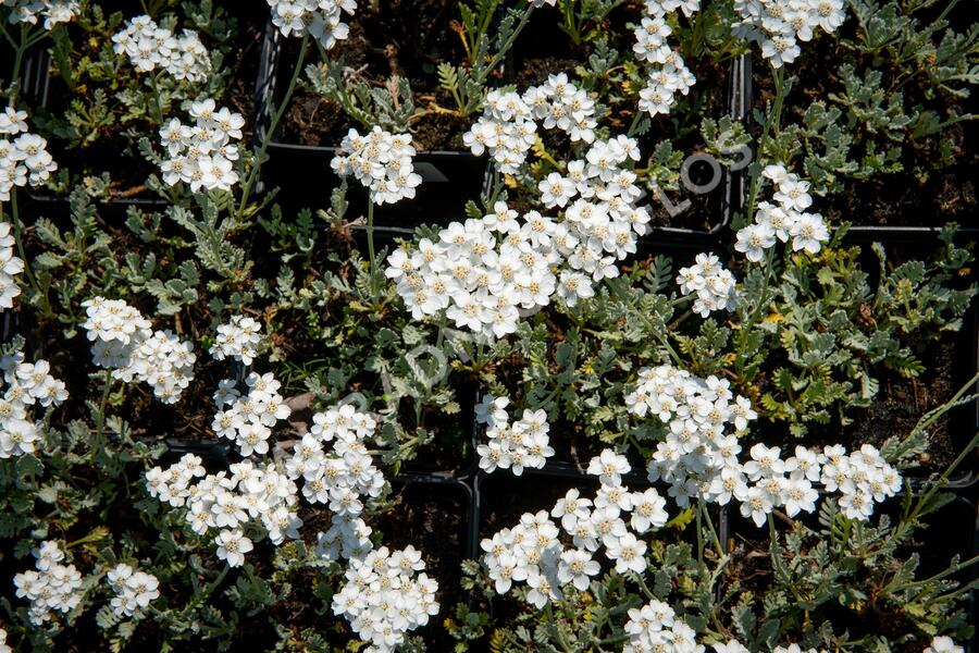 Řebříček - Achillea kolbiana