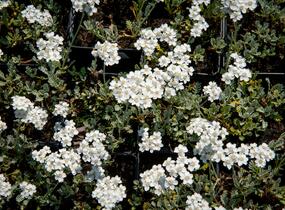 Řebříček - Achillea kolbiana