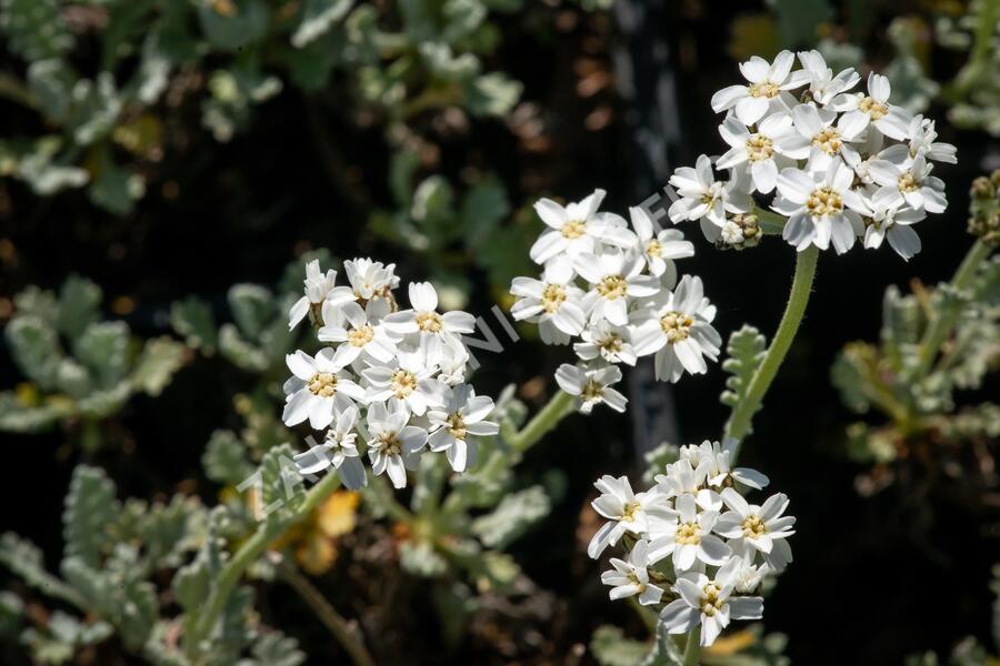 Řebříček - Achillea kolbiana