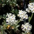 Řebříček - Achillea kolbiana