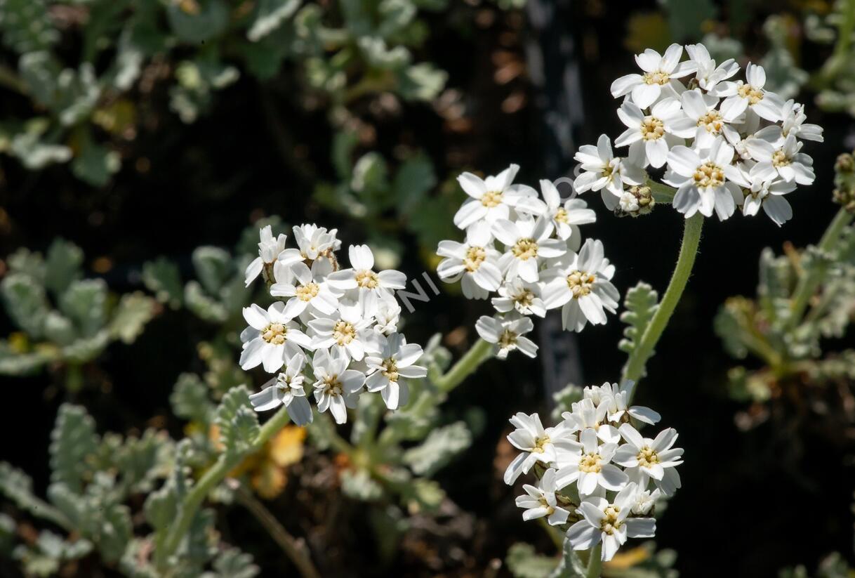 Řebříček - Achillea kolbiana