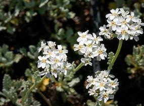 Řebříček - Achillea kolbiana