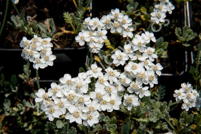 Řebříček - Achillea kolbiana