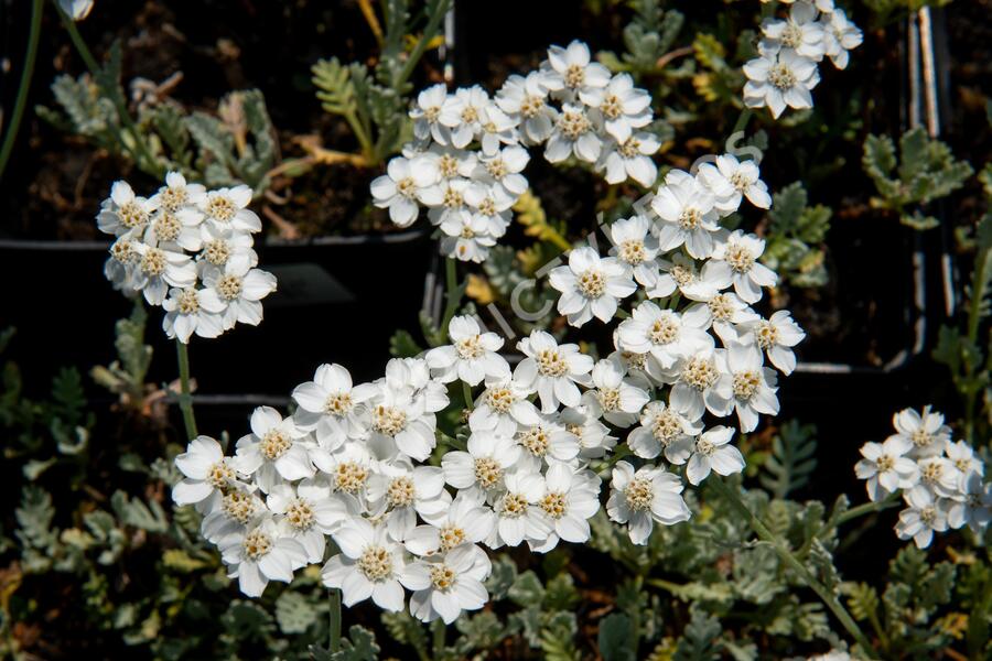 Řebříček - Achillea kolbiana