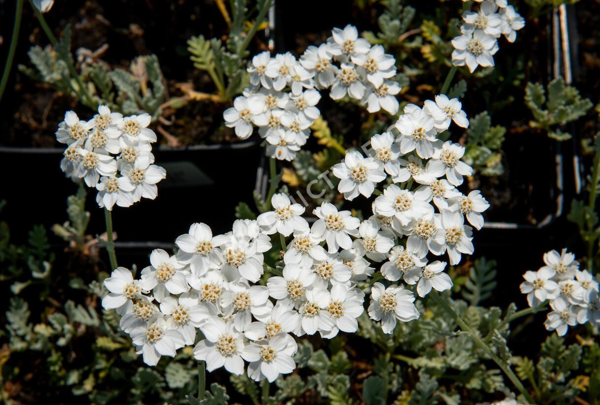 Řebříček - Achillea kolbiana