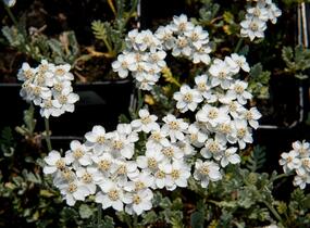 Řebříček - Achillea kolbiana