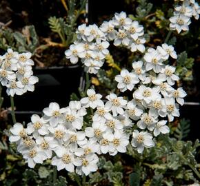 Řebříček - Achillea kolbiana