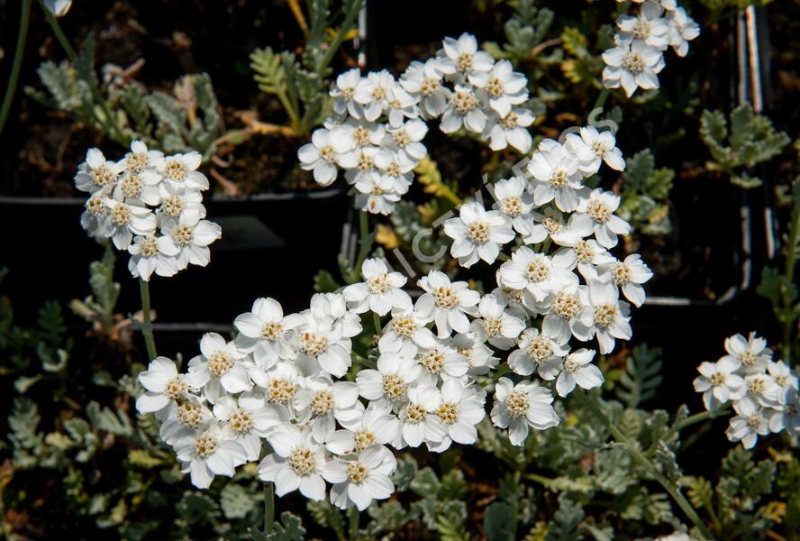 Řebříček - Achillea kolbiana