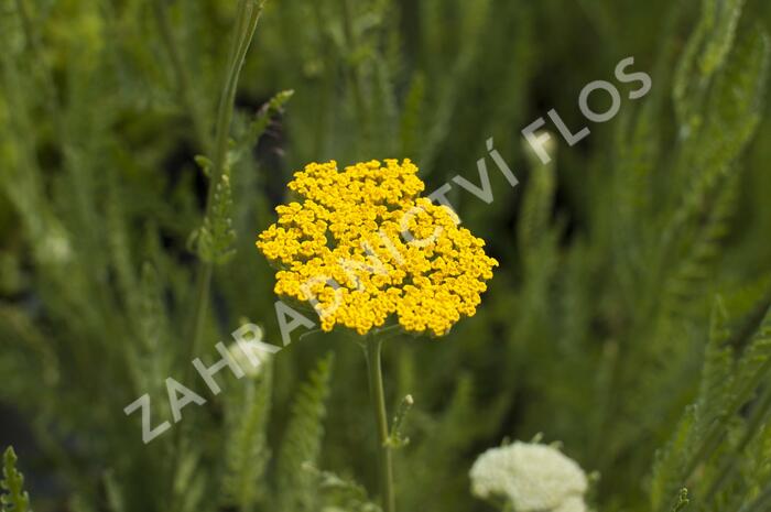 Řebříček tužebníkovitý 'Altgold' - Achillea filipendulina 'Altgold'