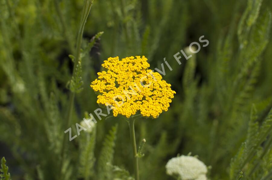 Řebříček tužebníkovitý 'Altgold' - Achillea filipendulina 'Altgold'