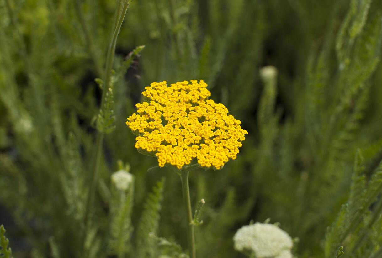 Řebříček tužebníkovitý 'Altgold' - Achillea filipendulina 'Altgold'
