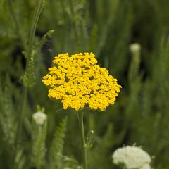 Řebříček tužebníkovitý 'Altgold' - Achillea filipendulina 'Altgold'