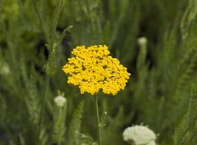 Řebříček tužebníkovitý 'Altgold' - Achillea filipendulina 'Altgold'