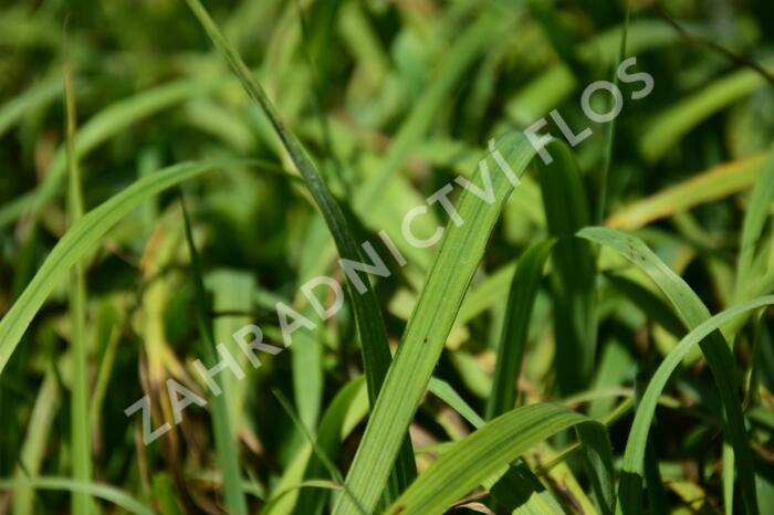 Válečka lesní - Brachypodium sylvaticum