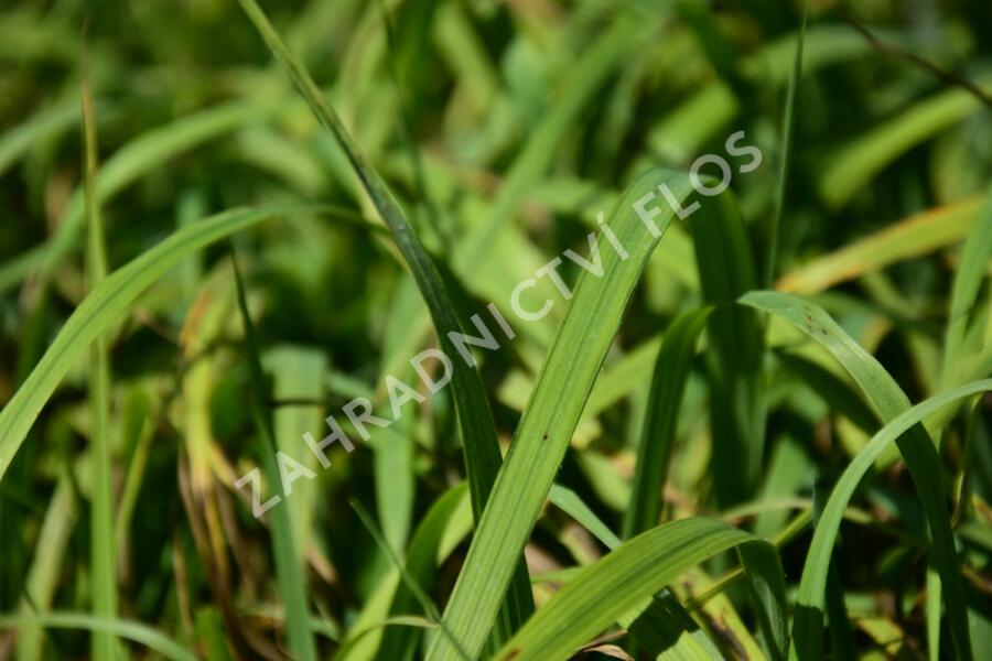Válečka lesní - Brachypodium sylvaticum