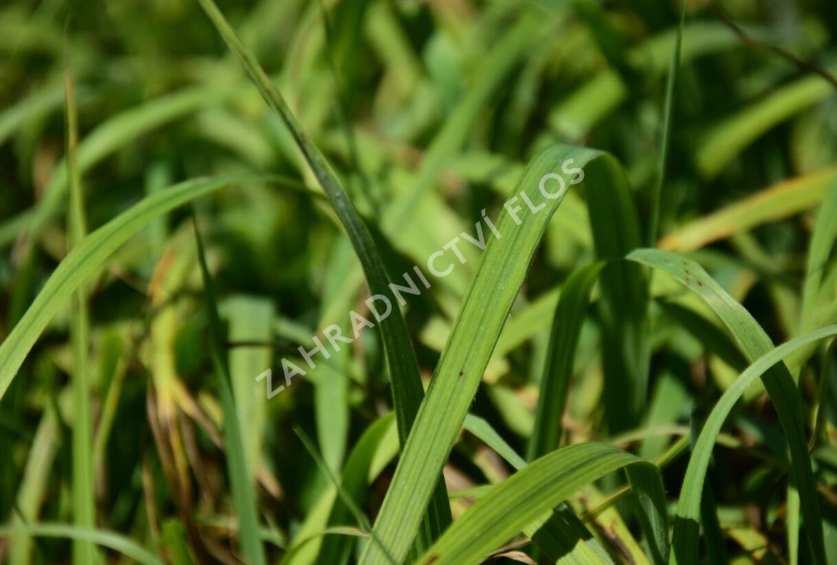 Válečka lesní - Brachypodium sylvaticum