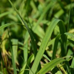 Válečka lesní - Brachypodium sylvaticum