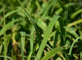 Válečka lesní - Brachypodium sylvaticum