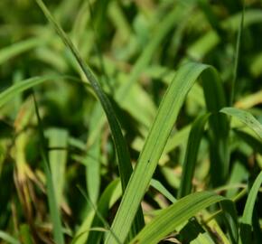 Válečka lesní - Brachypodium sylvaticum