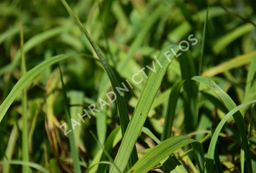 Válečka lesní - Brachypodium sylvaticum
