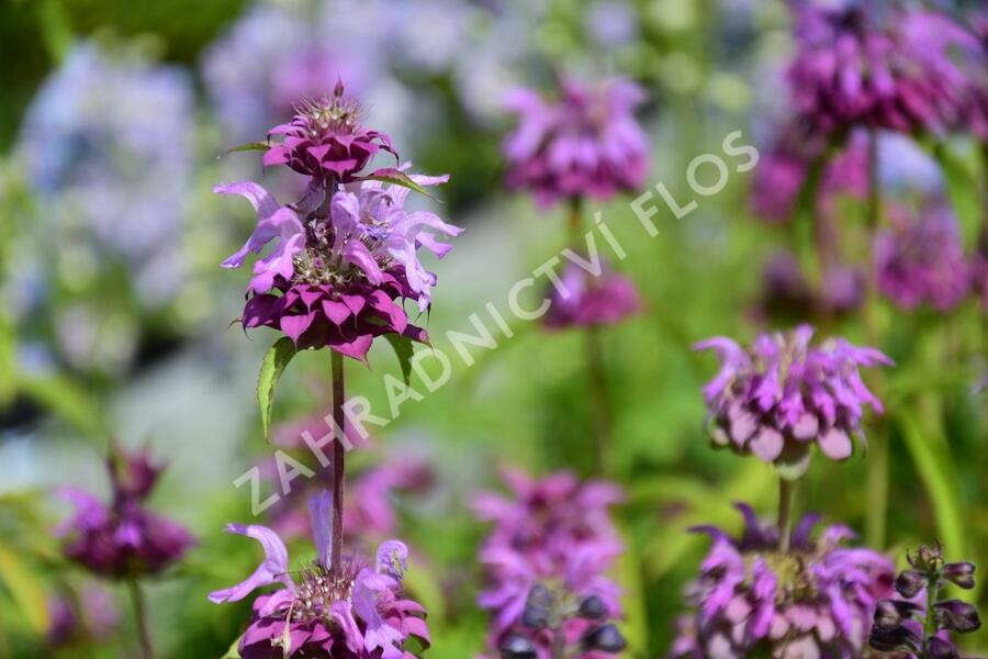 Zavinutka - Monarda citriodora