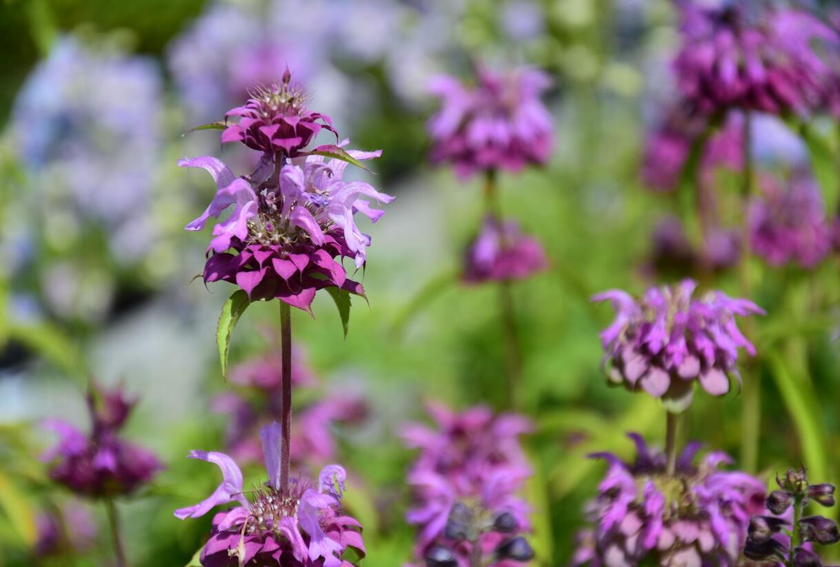 Zavinutka - Monarda citriodora