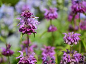 Zavinutka - Monarda citriodora