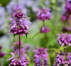 Zavinutka - Monarda citriodora